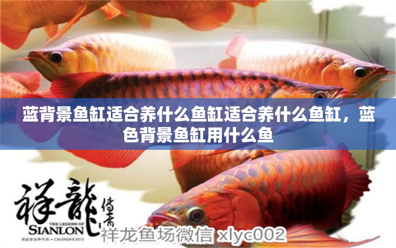 藍(lán)背景魚(yú)缸適合養(yǎng)什么魚(yú)缸適合養(yǎng)什么魚(yú)缸，藍(lán)色背景魚(yú)缸用什么魚(yú) 斑馬鴨嘴魚(yú)苗