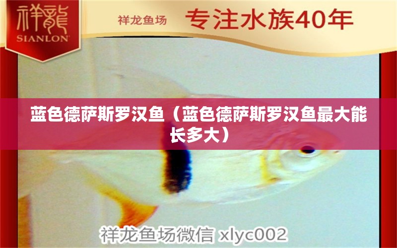 藍色德薩斯羅漢魚（藍色德薩斯羅漢魚最大能長多大）