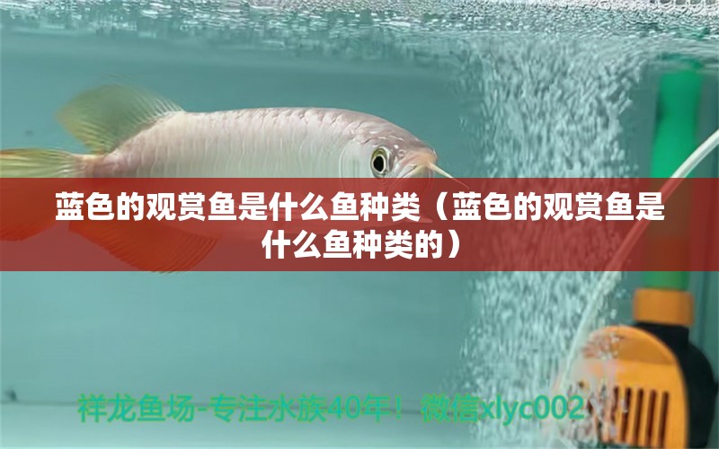 藍色的觀賞魚是什么魚種類（藍色的觀賞魚是什么魚種類的）