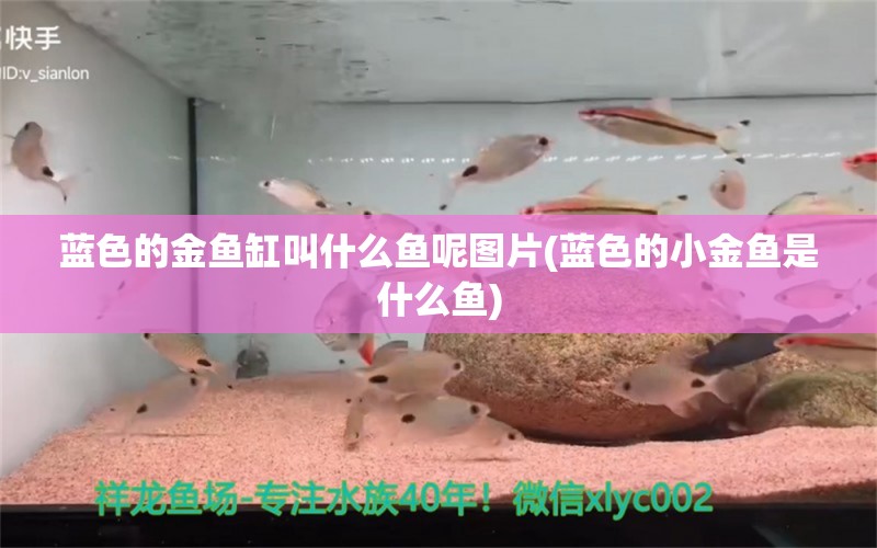 藍(lán)色的金魚缸叫什么魚呢圖片(藍(lán)色的小金魚是什么魚) 白化火箭 第2張