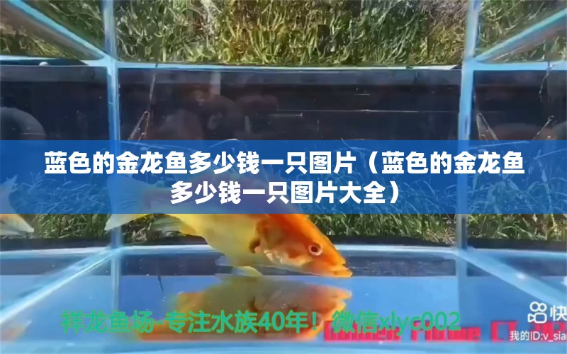 藍(lán)色的金龍魚多少錢一只圖片（藍(lán)色的金龍魚多少錢一只圖片大全） 創(chuàng)寧水族