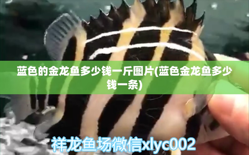 藍色的金龍魚多少錢一斤圖片(藍色金龍魚多少錢一條) ?；?異型虎魚/純色虎魚