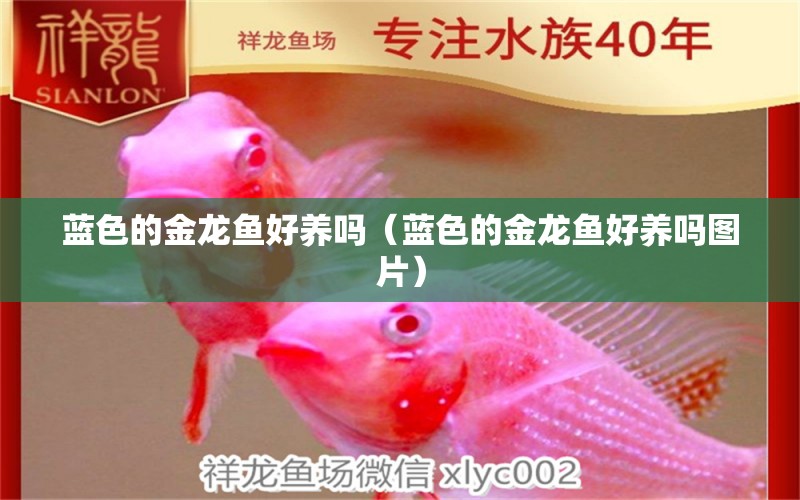 藍(lán)色的金龍魚好養(yǎng)嗎（藍(lán)色的金龍魚好養(yǎng)嗎圖片）