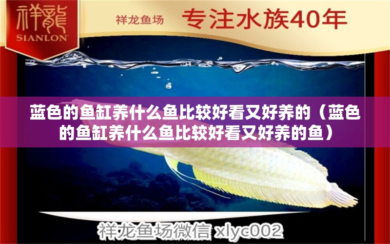 藍色的魚缸養(yǎng)什么魚比較好看又好養(yǎng)的（藍色的魚缸養(yǎng)什么魚比較好看又好養(yǎng)的魚）