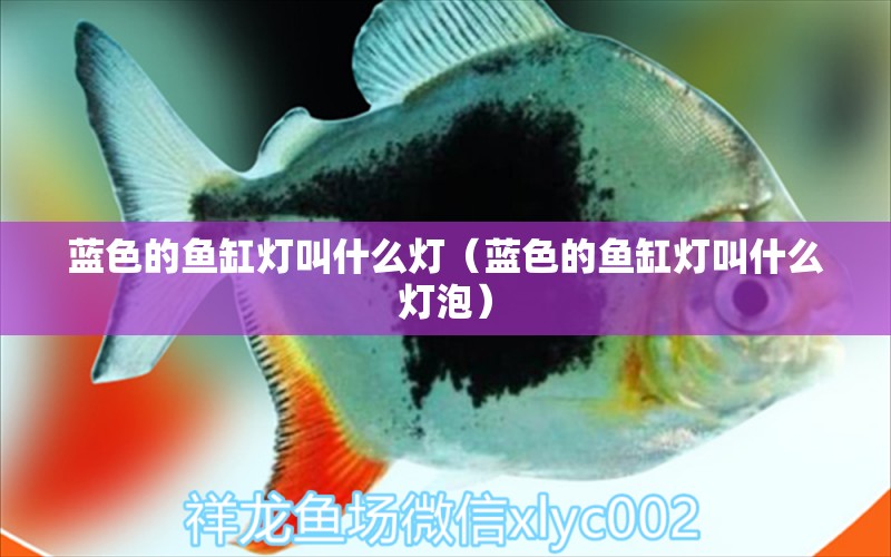 藍(lán)色的魚缸燈叫什么燈（藍(lán)色的魚缸燈叫什么燈泡）