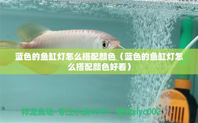 藍色的魚缸燈怎么搭配顏色（藍色的魚缸燈怎么搭配顏色好看）