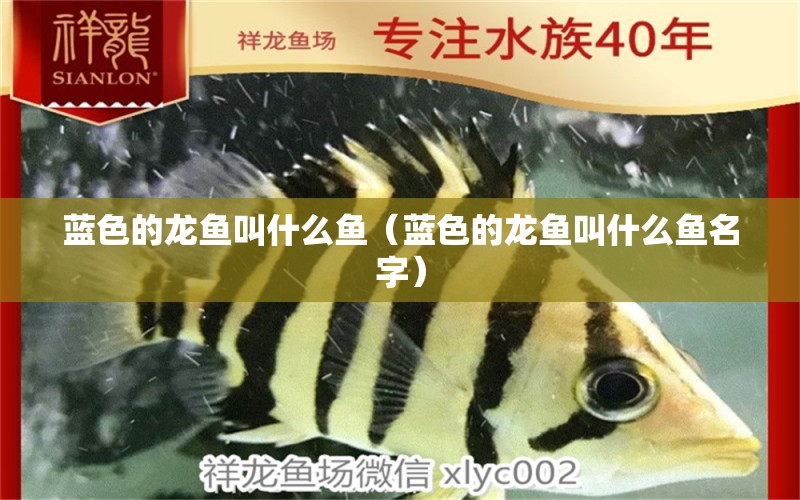 藍色的龍魚叫什么魚（藍色的龍魚叫什么魚名字） 觀賞魚市場（混養(yǎng)魚）