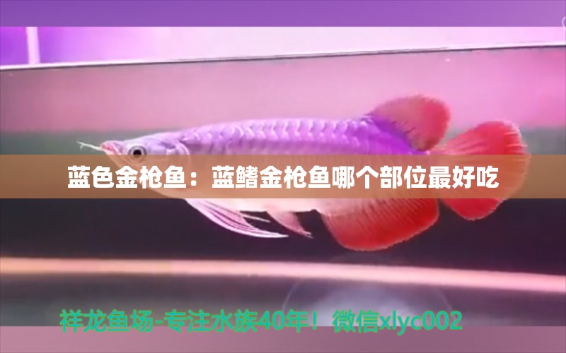 藍(lán)色金槍魚(yú)：藍(lán)鰭金槍魚(yú)哪個(gè)部位最好吃