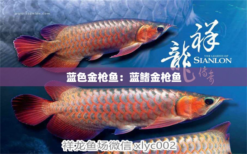 藍(lán)色金槍魚：藍(lán)鰭金槍魚