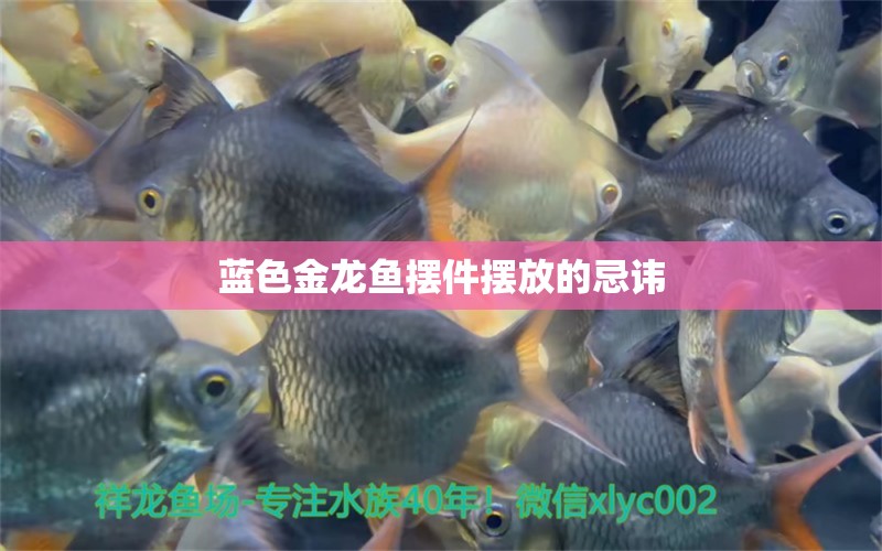 藍(lán)色金龍魚擺件擺放的忌諱 馬拉莫寶石魚