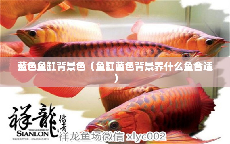 藍(lán)色魚(yú)缸背景色（魚(yú)缸藍(lán)色背景養(yǎng)什么魚(yú)合適）