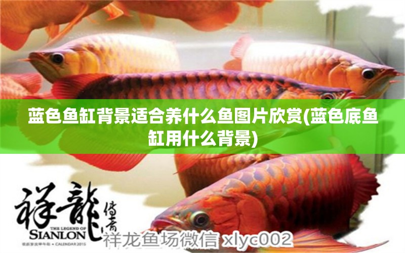 藍(lán)色魚缸背景適合養(yǎng)什么魚圖片欣賞(藍(lán)色底魚缸用什么背景) 帝王三間魚 第1張