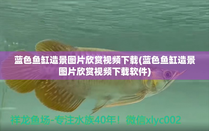 藍色魚缸造景圖片欣賞視頻下載(藍色魚缸造景圖片欣賞視頻下載軟件) 玫瑰銀版魚 第1張