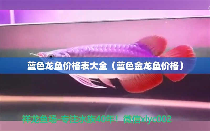 藍色龍魚價格表大全（藍色金龍魚價格） 野彩魚