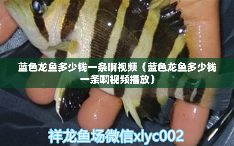 藍(lán)色龍魚多少錢一條啊視頻（藍(lán)色龍魚多少錢一條啊視頻播放） 水族雜談