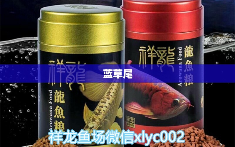 藍草尾 金老虎魚