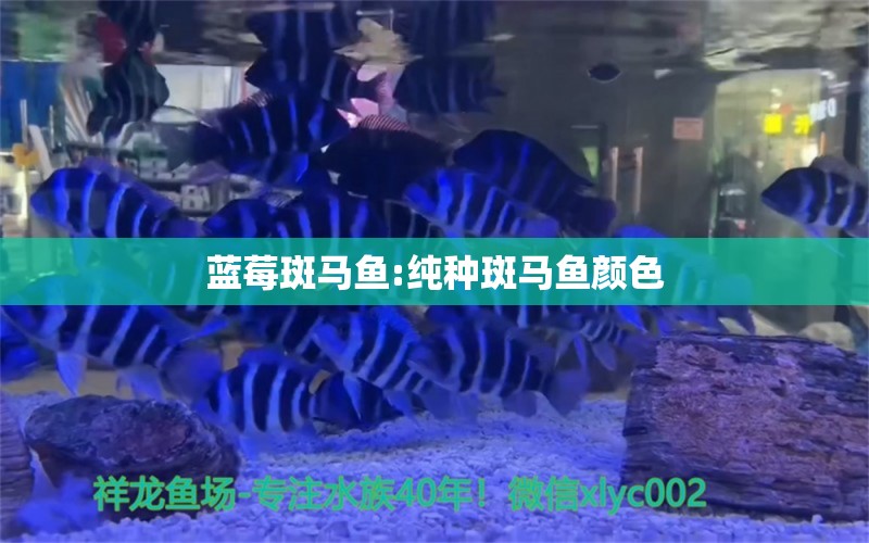 藍莓斑馬魚:純種斑馬魚顏色 小型觀賞魚