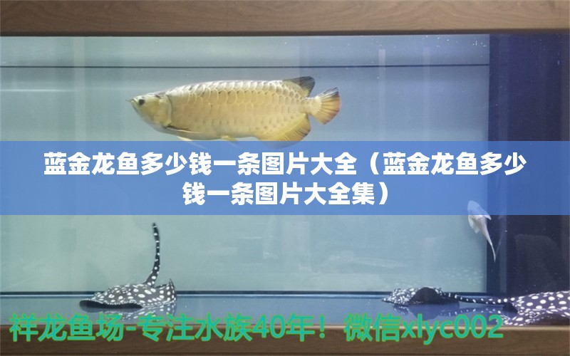 藍金龍魚多少錢一條圖片大全（藍金龍魚多少錢一條圖片大全集）