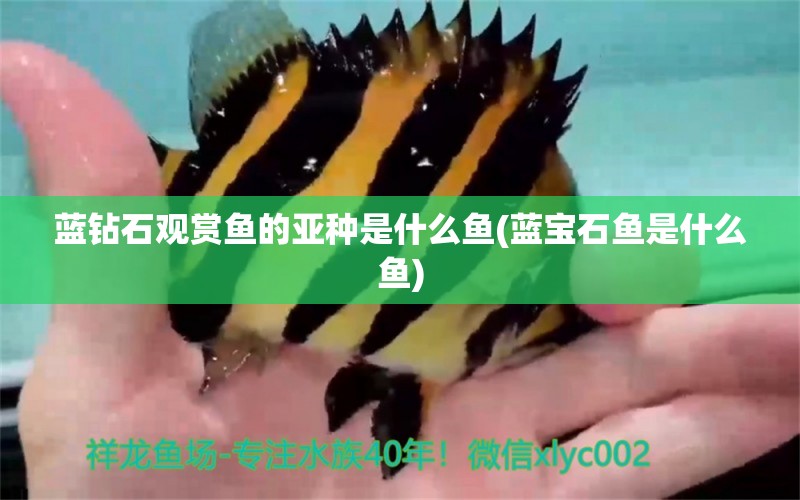 藍(lán)鉆石觀賞魚的亞種是什么魚(藍(lán)寶石魚是什么魚) 水溫計 第1張