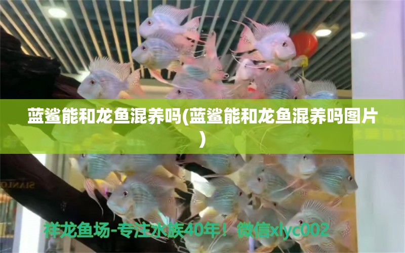 藍(lán)鯊能和龍魚混養(yǎng)嗎(藍(lán)鯊能和龍魚混養(yǎng)嗎圖片) 養(yǎng)魚知識(shí)