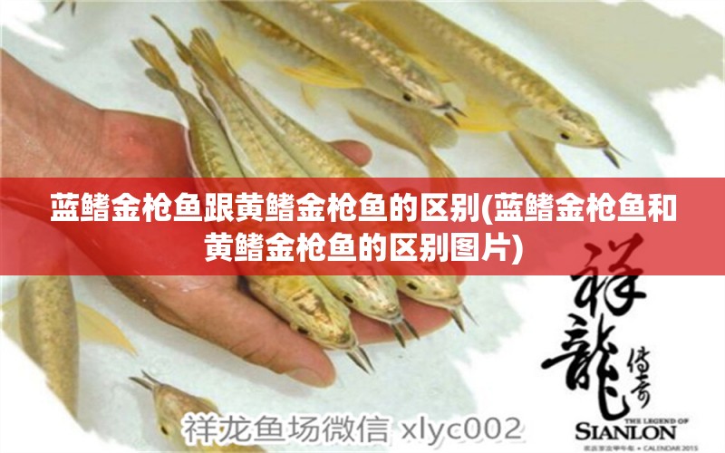 藍鰭金槍魚跟黃鰭金槍魚的區(qū)別(藍鰭金槍魚和黃鰭金槍魚的區(qū)別圖片)