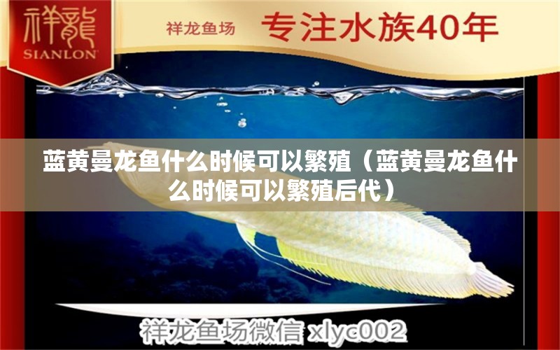 藍黃曼龍魚什么時候可以繁殖（藍黃曼龍魚什么時候可以繁殖后代） 皇冠黑白魟魚