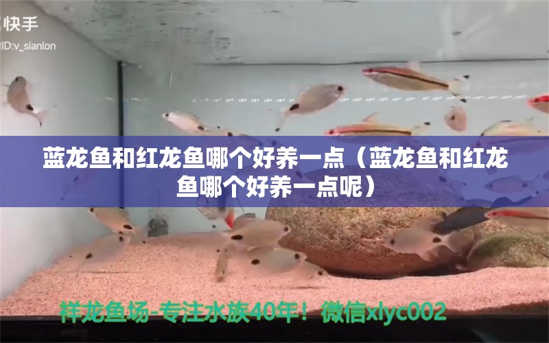 藍(lán)龍魚(yú)和紅龍魚(yú)哪個(gè)好養(yǎng)一點(diǎn)（藍(lán)龍魚(yú)和紅龍魚(yú)哪個(gè)好養(yǎng)一點(diǎn)呢） 廣州水族器材濾材批發(fā)市場(chǎng)