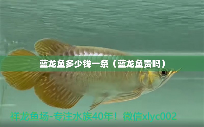 藍龍魚多少錢一條（藍龍魚貴嗎） 薩伊藍魚