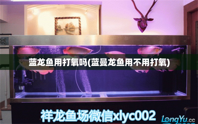 藍龍魚用打氧嗎(藍曼龍魚用不用打氧) 招財戰(zhàn)船魚