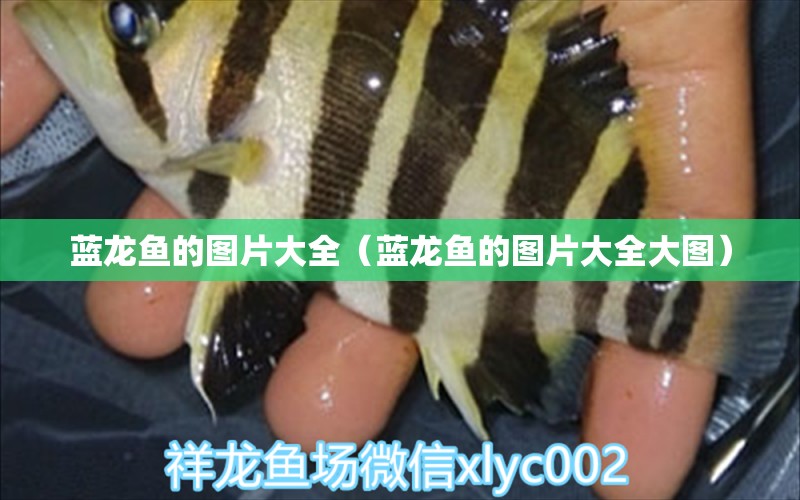 藍(lán)龍魚的圖片大全（藍(lán)龍魚的圖片大全大圖） 祥龍水族醫(yī)院