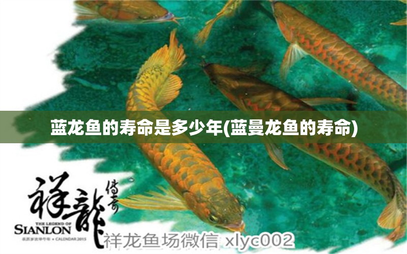 藍(lán)龍魚的壽命是多少年(藍(lán)曼龍魚的壽命) 藍(lán)底過背金龍魚