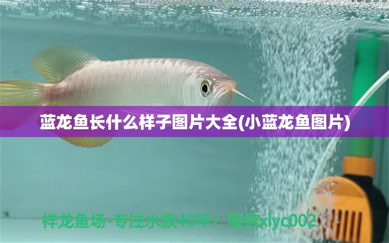 藍龍魚長什么樣子圖片大全(小藍龍魚圖片) 電鰻