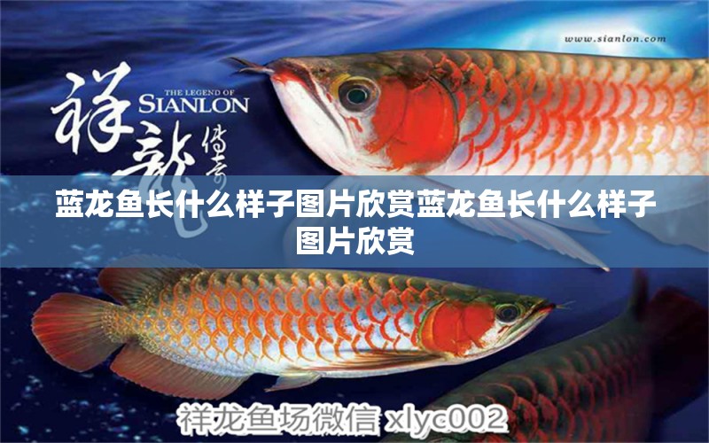 藍(lán)龍魚長什么樣子圖片欣賞藍(lán)龍魚長什么樣子圖片欣賞 觀賞魚 第1張