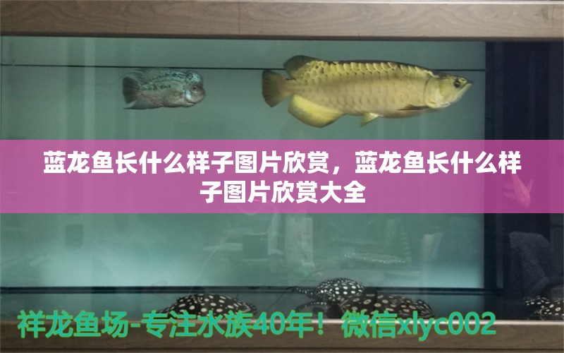 藍(lán)龍魚長(zhǎng)什么樣子圖片欣賞，藍(lán)龍魚長(zhǎng)什么樣子圖片欣賞大全