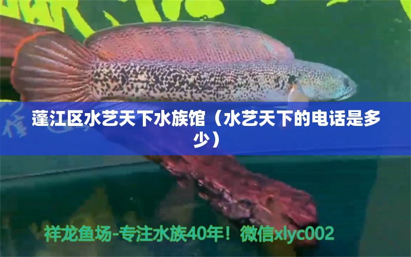 蓬江區(qū)水藝天下水族館（水藝天下的電話是多少） 全國(guó)水族館企業(yè)名錄