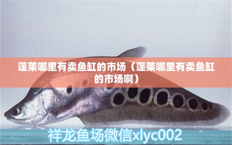 蓬萊哪里有賣魚缸的市場（蓬萊哪里有賣魚缸的市場?。? title=