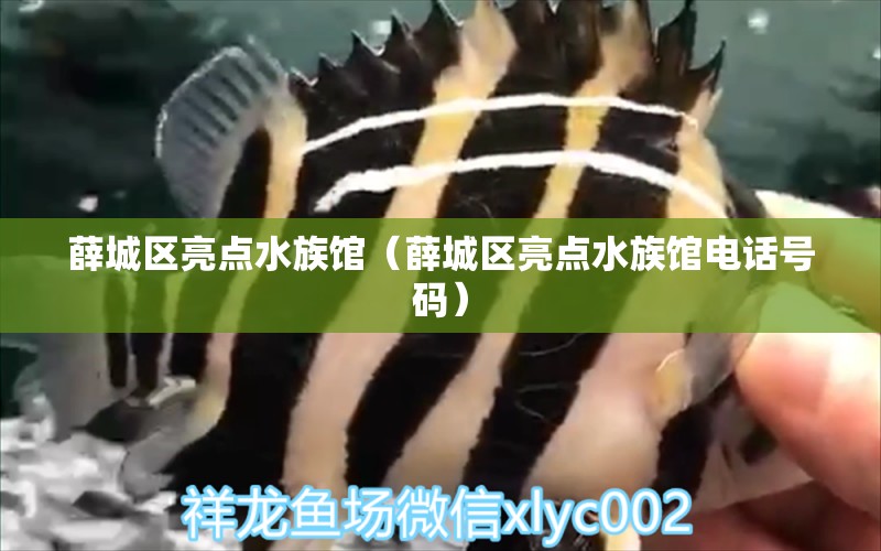 薛城區(qū)亮點水族館（薛城區(qū)亮點水族館電話號碼）