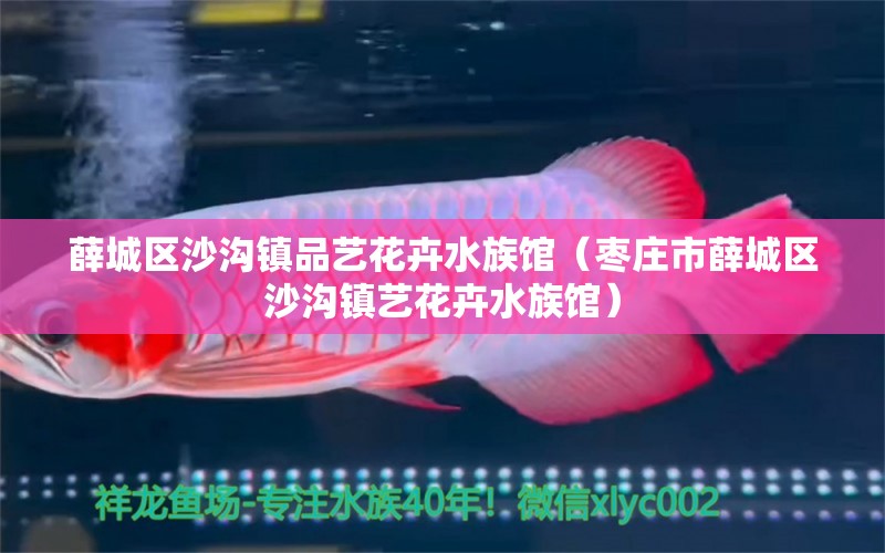 薛城區(qū)沙溝鎮(zhèn)品藝花卉水族館（棗莊市薛城區(qū)沙溝鎮(zhèn)藝花卉水族館） 全國觀賞魚市場 第2張