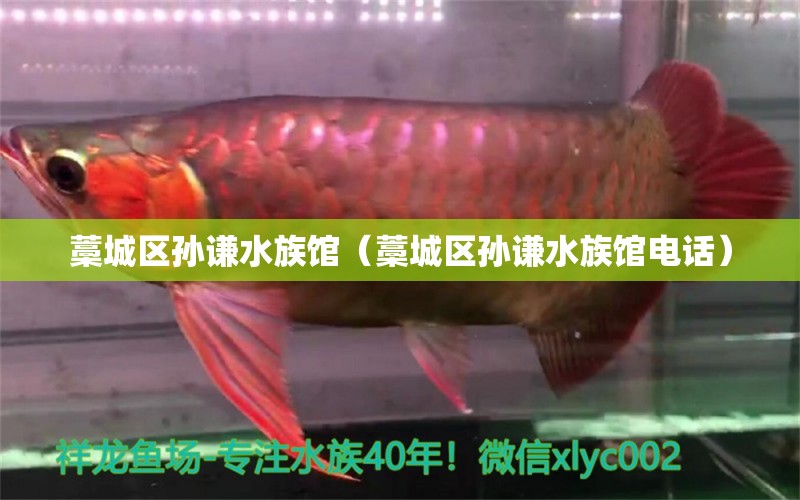 藁城區(qū)孫謙水族館（藁城區(qū)孫謙水族館電話）