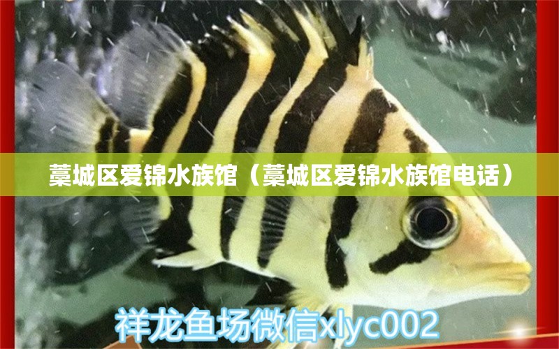 藁城區(qū)愛錦水族館（藁城區(qū)愛錦水族館電話）