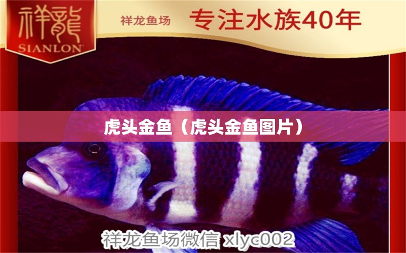 虎頭金魚（虎頭金魚圖片）