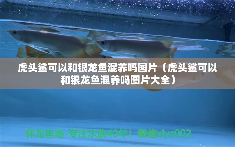 虎頭鯊可以和銀龍魚混養(yǎng)嗎圖片（虎頭鯊可以和銀龍魚混養(yǎng)嗎圖片大全）