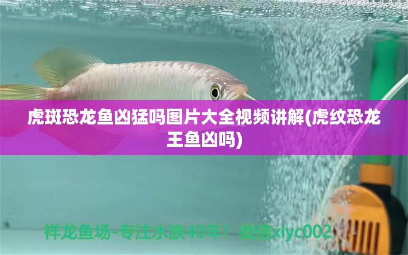 虎斑恐龍魚兇猛嗎圖片大全視頻講解(虎紋恐龍王魚兇嗎) 虎斑恐龍魚