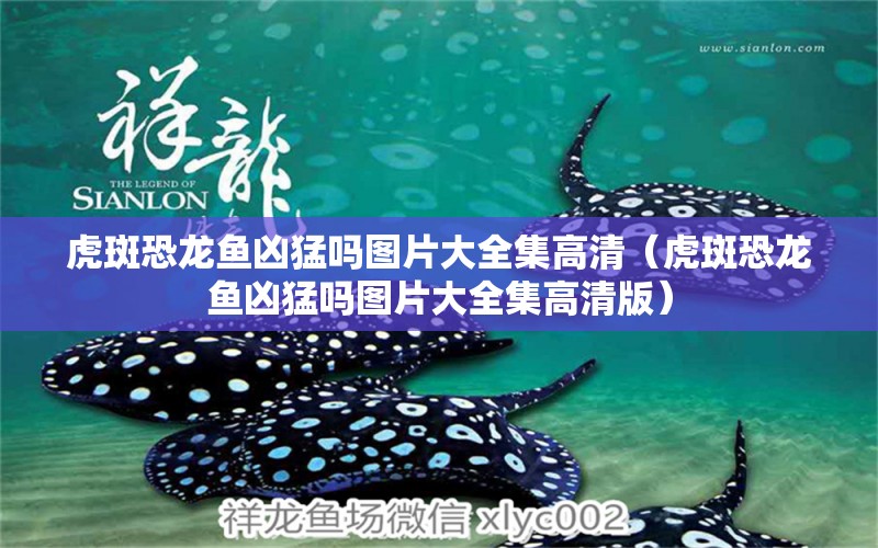 虎斑恐龍魚兇猛嗎圖片大全集高清（虎斑恐龍魚兇猛嗎圖片大全集高清版）