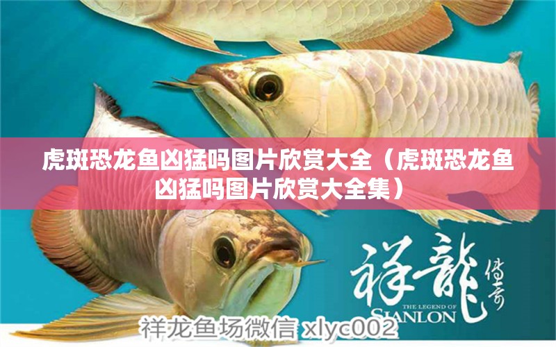 虎斑恐龍魚兇猛嗎圖片欣賞大全（虎斑恐龍魚兇猛嗎圖片欣賞大全集）