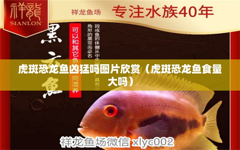 虎斑恐龍魚兇猛嗎圖片欣賞（虎斑恐龍魚食量大嗎）