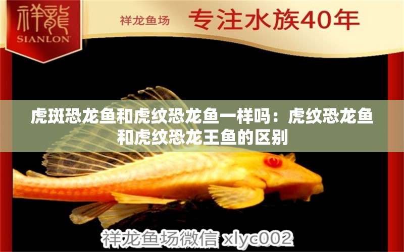 虎斑恐龍魚和虎紋恐龍魚一樣嗎：虎紋恐龍魚和虎紋恐龍王魚的區(qū)別 狗仔招財貓魚 第1張