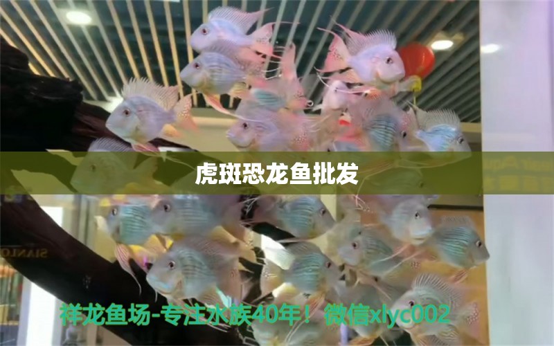 虎斑恐龍魚批發(fā)