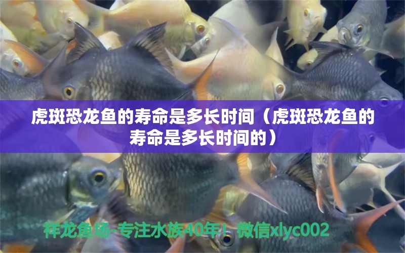 虎斑恐龍魚的壽命是多長(zhǎng)時(shí)間（虎斑恐龍魚的壽命是多長(zhǎng)時(shí)間的）