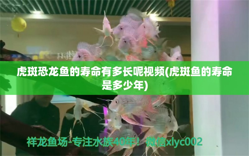 虎斑恐龍魚的壽命有多長呢視頻(虎斑魚的壽命是多少年) 虎斑恐龍魚